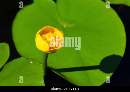 Giglio di stagno giallo (Nuphar lutea) fiore aperto al sole del mattino sullo sfondo di foglie rotonde Foto Stock