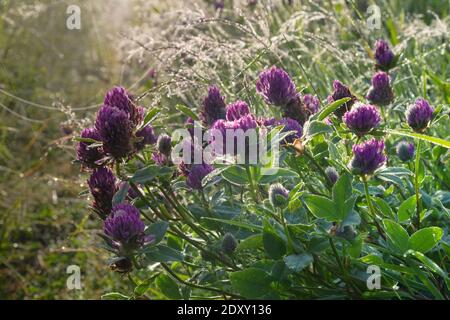 La rugiada mattutina e il trifoglio inglese, trifoglio rosso nella seconda metà d'estate nei prati umidi del Nord Europa. Meadow comunità Foto Stock