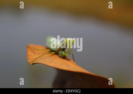 mantis verde selvaggio pronto per la caccia in mantis verde giungla su foglia asciutta Foto Stock