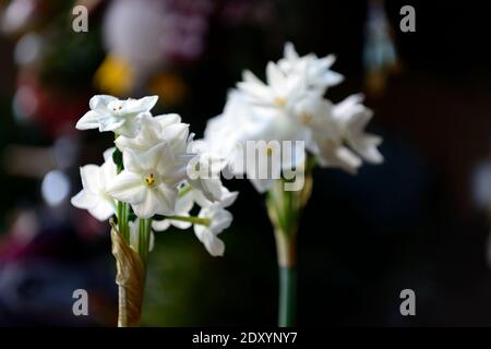 narcissus ziva, paperwhites,narcissus tender,Narcissus papyraceus Ziva,Tazzetta Daffodil,fiori bianchi,fioritura,fioritura,inverno,fioritura natalizia,chri Foto Stock