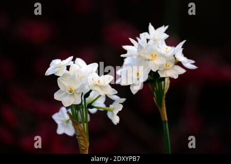 narcissus Inbal, paperwhites,narcissus tender,Narcissus papyraceus Inbal,Tazzetta Daffodil,fiori bianchi,fioritura,fioritura,inverno,natale fioritura,ch Foto Stock