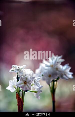 narcissus ziva, paperwhites,narcissus tender,Narcissus papyraceus Ziva,Tazzetta Daffodil,fiori bianchi,fioritura,fioritura,inverno,fioritura natalizia,chri Foto Stock