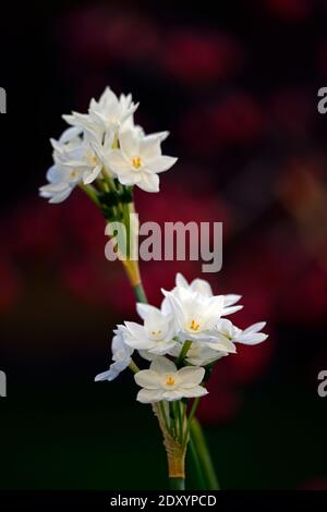 narcissus ziva, paperwhites,narcissus tender,Narcissus papyraceus Ziva,Tazzetta Daffodil,fiori bianchi,fioritura,fioritura,inverno,fioritura natalizia,chri Foto Stock