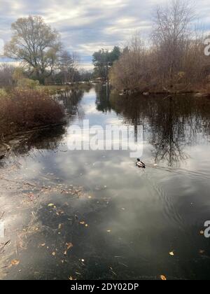 Anatra in prestito sul corso d'acqua a Prospect Park, Brooklyn, New York. Foto Stock