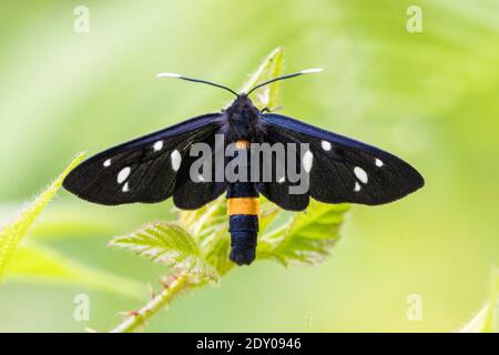 Moth a nove punti (Amata phegea), adulto visto dall'alto, Campania, Italia Foto Stock