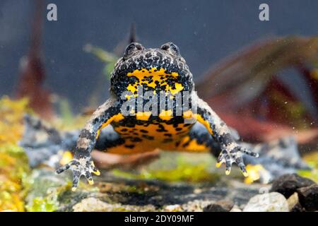 L'Appennino giallo-belled Toad (Bombina pachypus), vista frontale di un adulto subacqueo, Campania, Italia Foto Stock