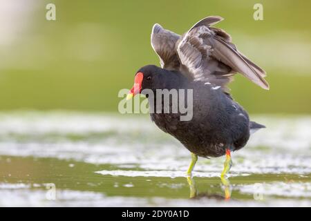 Comune Moorhen (Gallinula chloropus), adulto che allunga le ali, Campania, Italia Foto Stock