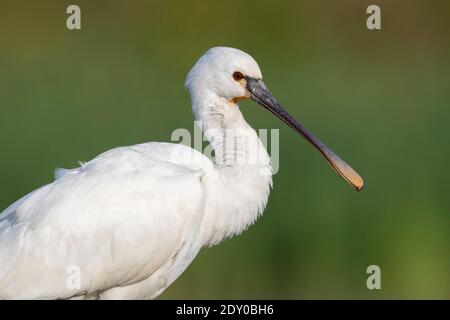 Spatola eurasiatica (Platalea leucorodia), primo piano di un giovane, Campania, Italia Foto Stock