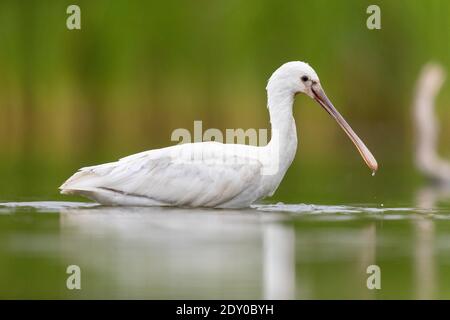 Spatola eurasiatica (Platalea leucorodia), vista laterale di un giovane in piedi in acqua, Campania, Italia Foto Stock