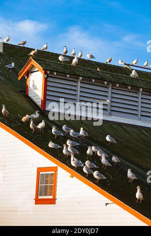 Flock of Seagulls su un tetto di cannery a Steveston British Columbia Canada Foto Stock