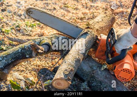 Uomo seghe alberi per legna da ardere con una sega a catena elettrica, primo piano Foto Stock