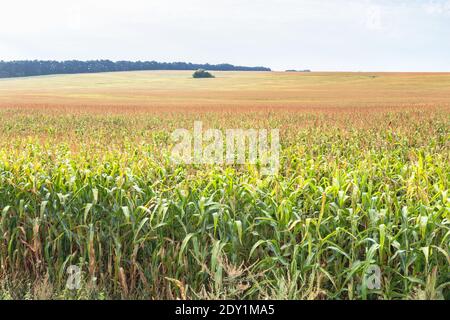 Campo di granoturco Dawn. Questa foto è stata fatta durante la fioritura del mais, quando il campo diventa dorato. Foto Stock