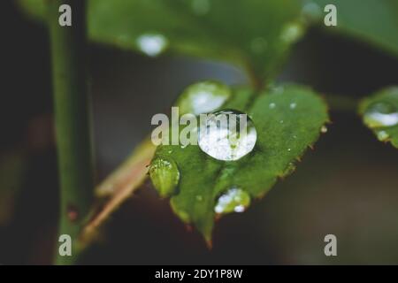 Primo piano di gocce d'acqua piovana sulla foglia della rosa pianta Foto Stock