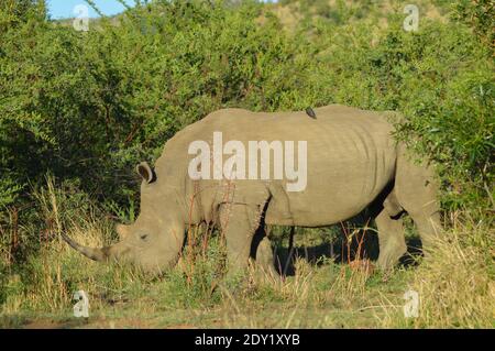 White Rhino nel Parco Nazionale di Kruger . Più grande riserva di caccia in Sud Africa . Foto Stock