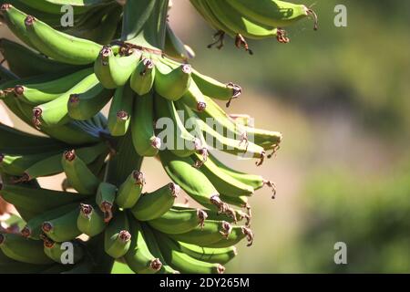 Giovani banane verdi piccole biologiche cresce alla piantagione su un albero mazzo in Turchia di Antalya. Messa a fuoco selettiva. Foto Stock