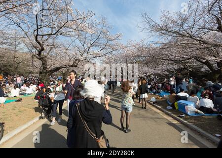 I visitatori del Giappone di Tokyo hanno una fioritura dei ciliegi o un picnic Sakura nel parco Yoyogi. Questi incontri sono chiamati Hanami parties. Foto Stock
