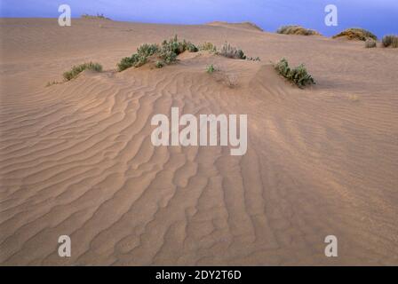 Dune di sabbia, Christmas Valley Sand Dunes Wilderness Study Area, Christmas Valley National Back Country Byway, Oregon Foto Stock