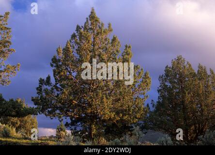 Western Juniperus occidentalis, Page Springs Recreation Area, Donner und Blitzen Wild and Scenic River, Oregon Foto Stock