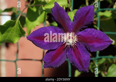 Bella estate fiori in un giardino verticale giardinaggio. Fiore porpora clematis primo piano. Petali con una striscia rossa. Fiore Clematis varietà Wildfire Foto Stock