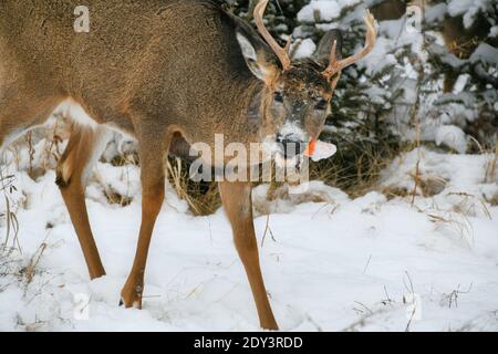 Un buck dalla coda bianca che mastica su una carota in una giornata innevata a Mission Marsh, Thunder Bay, Ontario, Canada. Foto Stock