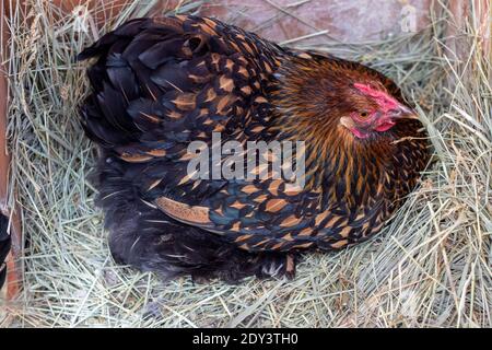 Un Hen Bantam seduto sopra le uova nel fieno . Foto di alta qualità Foto Stock