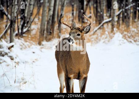 Un buck dalla coda bianca in piedi sulla strada innevata. Foto Stock