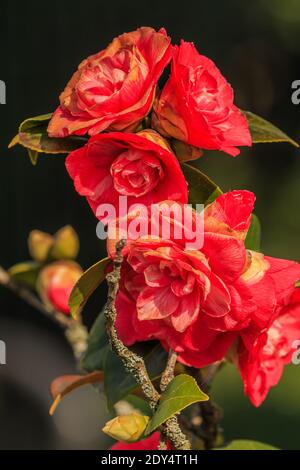 Diverse rose rosse sulla rosebush al sole. Dettaglio di fiori aperti in un giardino selvaggio. Fiori su un arbusto con foglie verdi in primavera Foto Stock