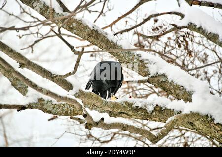 Un corvo che mangia cibo su un ramo innevato. Foto Stock