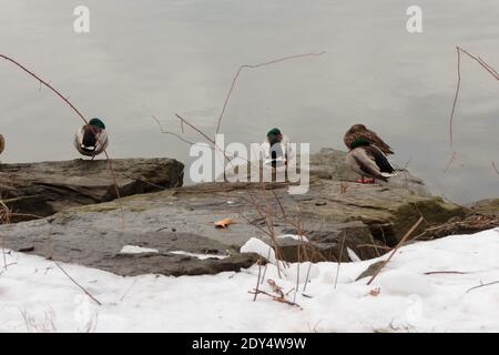 retro di un gruppo di anatre mallard seduti su rocce Nella palude di sale di Spuyten Duyvil Creek in inverno con le loro teste infilate nei loro corpi Foto Stock