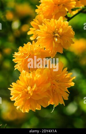 Ranunculus al sole. Dettaglio di fiori giapponesi con fiori gialli aperti in un giardino selvaggio. Fiori su un arbusto con foglie verdi in primavera Foto Stock