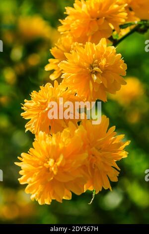 Fiori gialli su un cespuglio di fiori. Ranuncolo giapponese al sole. Dettaglio di fiori giapponesi con fiori aperti in un giardino selvaggio. Diversi volati Foto Stock