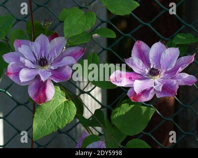 Bella estate fiori in un giardino verticale giardinaggio. Fiore doppio lilla clematis primo piano. Fiore Clematis varietà Super cute Foto Stock