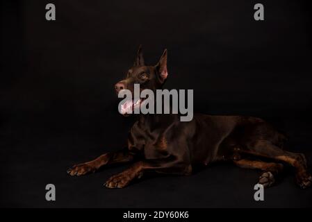 cioccolato doberman ragazzo foto studio Foto Stock