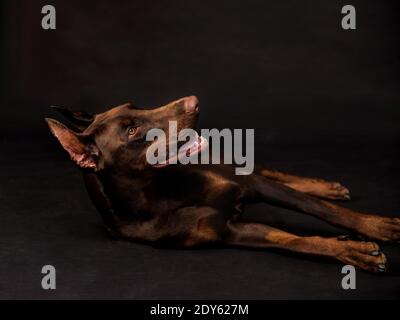 cioccolato doberman ragazzo foto studio Foto Stock