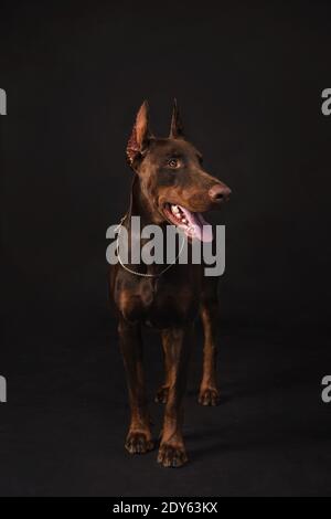 cioccolato doberman ragazzo foto studio Foto Stock