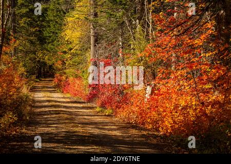 WA18826-00...WASHINGTON - colore autunnale lungo una stretta strada forestale nella Nason Creek Valley vicino all'autostrada 2. Foto Stock