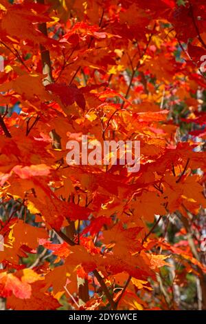 WA18828-00...WASHINGTON - un acero di vite di colore autunnale brillante nella valle di Nason Creek. Foto Stock