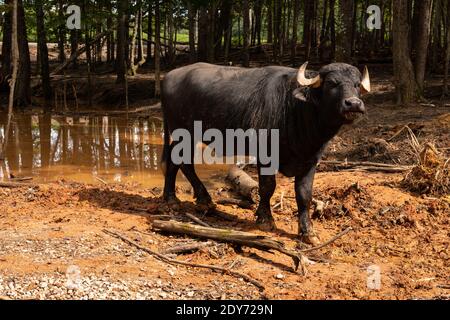 Ritratto di un bufalo d'acqua nero asiatico in piedi vicino ad un laghetto d'acqua. Foto Stock