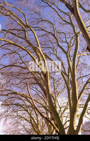 Guardando su alberi senza foglie in inverno contro un cielo blu Foto Stock