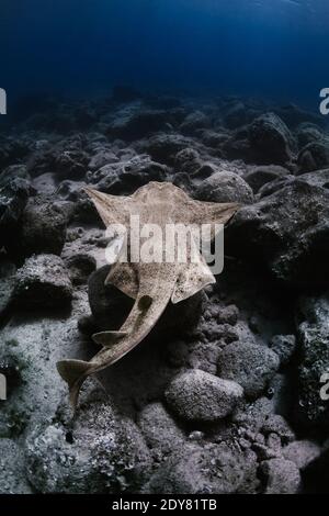 Angel Shark nuotare lungo la costa delle isole canarie Foto Stock