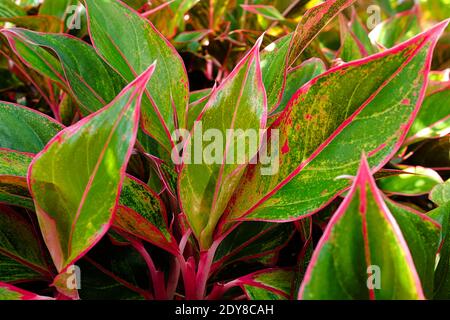 Le cime di una pianta domestica di aglaonema foglie. Foto Stock