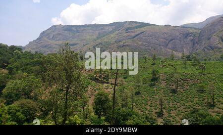 Vista panoramica della piantagione di tè o giardino sul pendio accanto alla collina (ghat occidentale) a Munnar, Kerala, India Foto Stock