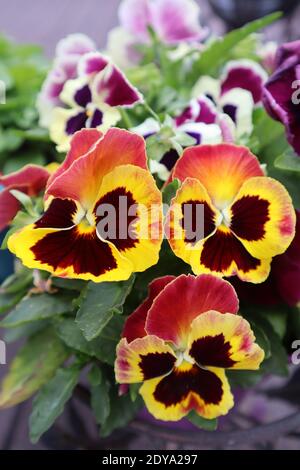 paesaggio floreale, bellissimi fiori di viola fioriscono sul letto di fiori nel giardino in estate Foto Stock