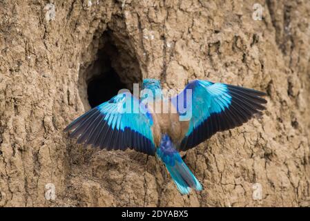 Rullo europeo o Coracias garrulus, vicino al foro di nidificazione nella parete di terra. Foto Stock