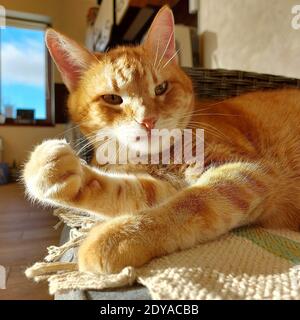 Sguardo sorpreso sul volto divertente di un adulto rosso cat Foto Stock