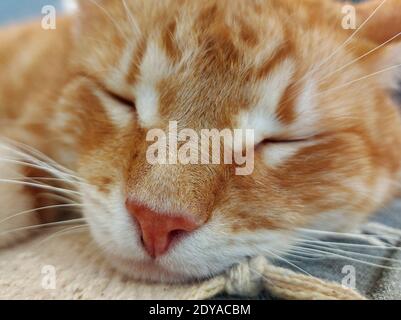 Primo piano di un gatto di zenzero assonnato Foto Stock