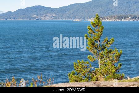 Bellissimo paesaggio di soli pini su una scogliera sullo sfondo di un mare tempestoso, Vancouver ovest, Canada. Messa a fuoco selettiva, foto di viaggio, nessuno. Foto Stock