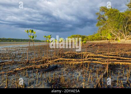 Le radici delle mangrovie esposte all'alba sulla spiaggia di Poona, Fraser Coast Region, Queensland, QLD, Australia Foto Stock