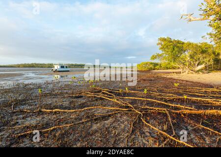 Le radici delle mangrovie sono esposte alla luce dorata a bassa marea all'alba sulla spiaggia di Poona, Fraser Coast Region, Queensland, QLD, Australia Foto Stock
