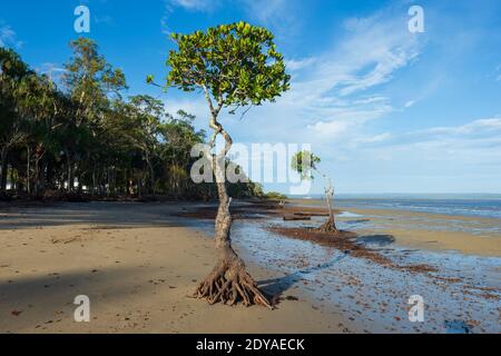 Le radici costiere delle mangrovie esposte sulla spiaggia a bassa marea, Poona, Fraser Coast Region, Queensland, QLD, Australia Foto Stock